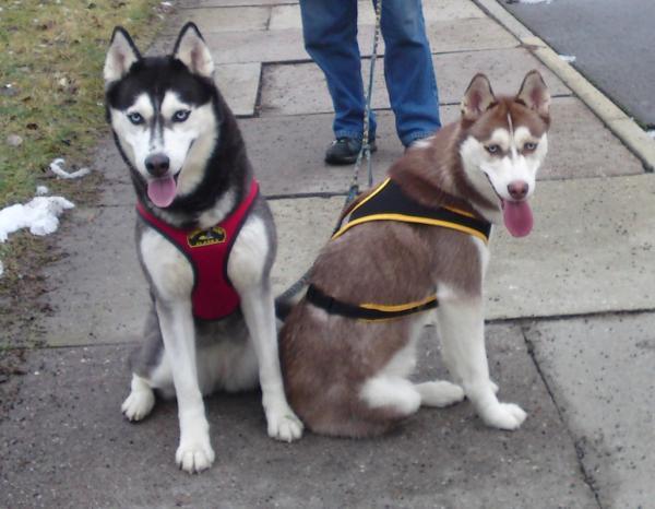 TierbedarfJessy-HowlingDogAlaska-Second-Skin-Harness